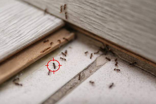 Best Flea Control Services  in Lompoc, CA
