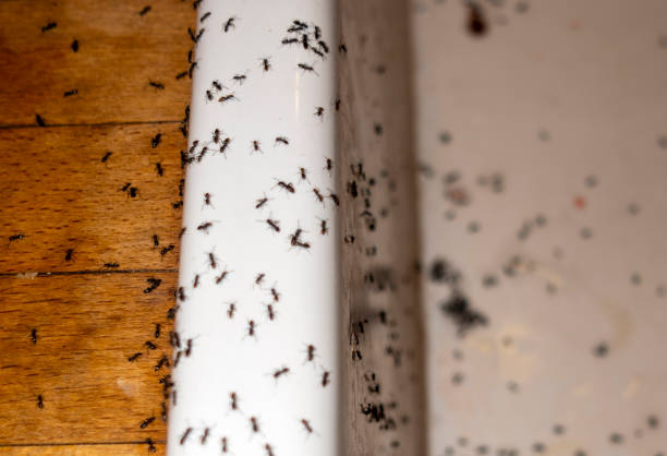 Best Exterminator Services  in Lompoc, CA